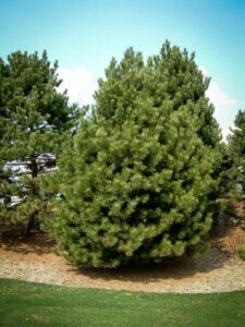 Сосна Чёрная (Pinus Nigra) купить по цене от 270.00р. в интернет-магазине «Посадика» с доставкой почтой в в Вологдае и по всей России – [изображение №1].