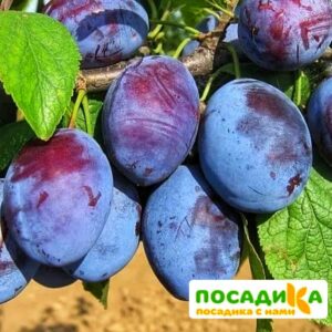 Слива Чачакская ранняя купить по цене от 229.00р. в интернет-магазине «Посадика» с доставкой почтой в в Вологдае и по всей России – [изображение №1].