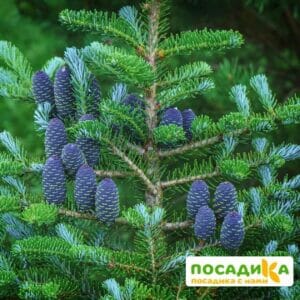 Пихта корейская (Abies koreana) купить по цене от 450.00р. в интернет-магазине «Посадика» с доставкой почтой в в Вологдае и по всей России – [изображение №1].