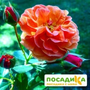 Роза Арабия купить по цене от 350.00р. в интернет-магазине «Посадика» с доставкой почтой в в Вологдае и по всей России – [изображение №1].