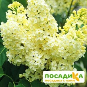 Сирень Примроуз (Primrose) купить по цене от 529.00р. в интернет-магазине «Посадика» с доставкой почтой в в Вологдае и по всей России – [изображение №1].