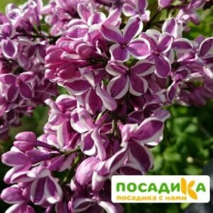 Сирень Сенсация купить по цене от 529.00р. в интернет-магазине «Посадика» с доставкой почтой в в Вологдае и по всей России – [изображение №1].