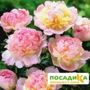 Пион Распберри Сандей (Paeonia Raspberry Sundae) купить по цене от 959р. в интернет-магазине «Посадика» с доставкой почтой в в Вологдае и по всей России – [изображение №1].