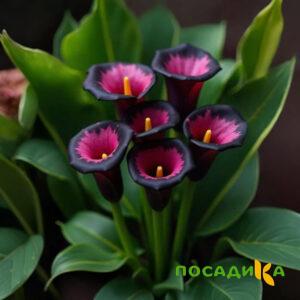 Калла Аура Лейс купить по цене от 400р. в интернет-магазине «Посадика» с доставкой почтой в в Вологдае и по всей России – [изображение №1].