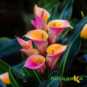 Калла Оникс купить по цене от 450р. в интернет-магазине «Посадика» с доставкой почтой в в Вологдае и по всей России – [изображение №1].