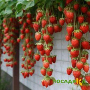 Клубника вьющаяся Комплимент купить по цене от 470р. в интернет-магазине «Посадика» с доставкой почтой в в Вологдае и по всей России – [изображение №1].