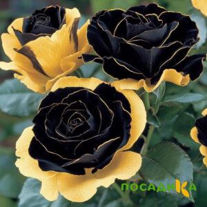 Роза Ханни Сикл купить по цене от 700р. в интернет-магазине «Посадика» с доставкой почтой в в Вологдае и по всей России – [изображение №1].