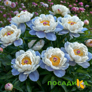 Пион акварельный Этюд купить по цене от 806р. в интернет-магазине «Посадика» с доставкой почтой в в Вологдае и по всей России – [изображение №1].