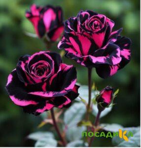 Роза Багровый Шепот купить по цене от 366р. в интернет-магазине «Посадика» с доставкой почтой в в Вологдае и по всей России – [изображение №1].