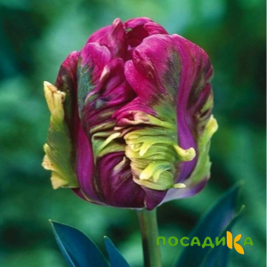 Тюльпан Экзотик Хэвен купить по цене от 186р. в интернет-магазине «Посадика» с доставкой почтой в в Вологдае и по всей России – [изображение №1].