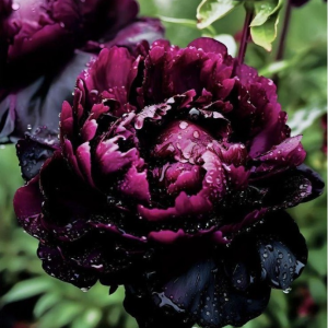 Пион Темный Сад купить по цене от 421р. в интернет-магазине «Посадика» с доставкой почтой в в Вологдае и по всей России – [изображение №1].