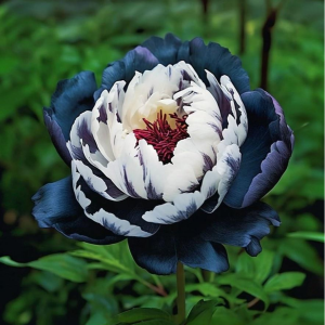 Пион Древовидный Инь-Янь купить по цене от 419р. в интернет-магазине «Посадика» с доставкой почтой в в Вологдае и по всей России – [изображение №1].