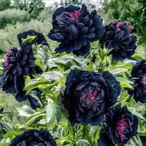 Пион древовидный Сердце Афродиты купить по цене от 600р. в интернет-магазине «Посадика» с доставкой почтой в в Вологдае и по всей России – [изображение №1].