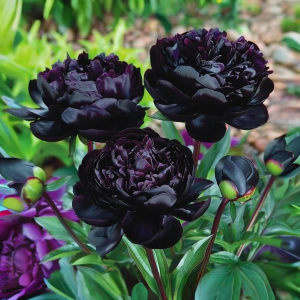 Пион Королевский Бархат купить по цене от 419р. в интернет-магазине «Посадика» с доставкой почтой в в Вологдае и по всей России – [изображение №1].