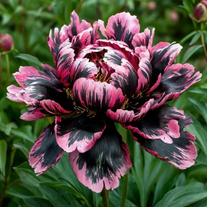 Пион Дроп Руби купить по цене от 469р. в интернет-магазине «Посадика» с доставкой почтой в в Вологдае и по всей России – [изображение №1].