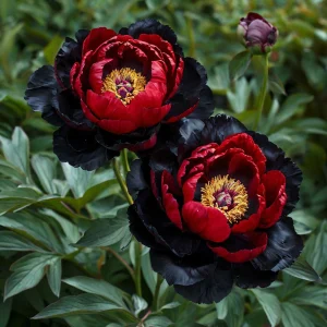 Пион Эбеновый Рубин купить по цене от 419р. в интернет-магазине «Посадика» с доставкой почтой в в Вологдае и по всей России – [изображение №1].
