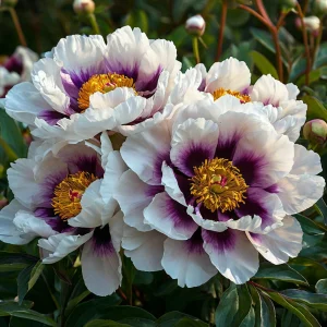 Пион Эко Саммер купить по цене от 548р. в интернет-магазине «Посадика» с доставкой почтой в в Вологдае и по всей России – [изображение №1].