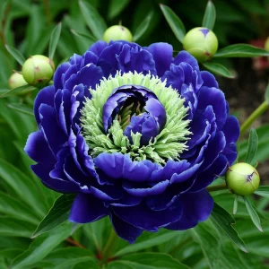 Пион Дримвивер купить по цене от 417р. в интернет-магазине «Посадика» с доставкой почтой в в Вологдае и по всей России – [изображение №1].