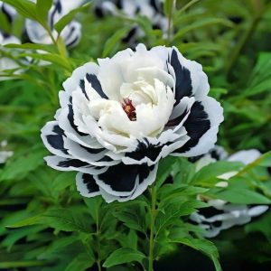 Пион Монохромный Шик купить по цене от 429р. в интернет-магазине «Посадика» с доставкой почтой в в Вологдае и по всей России – [изображение №1].